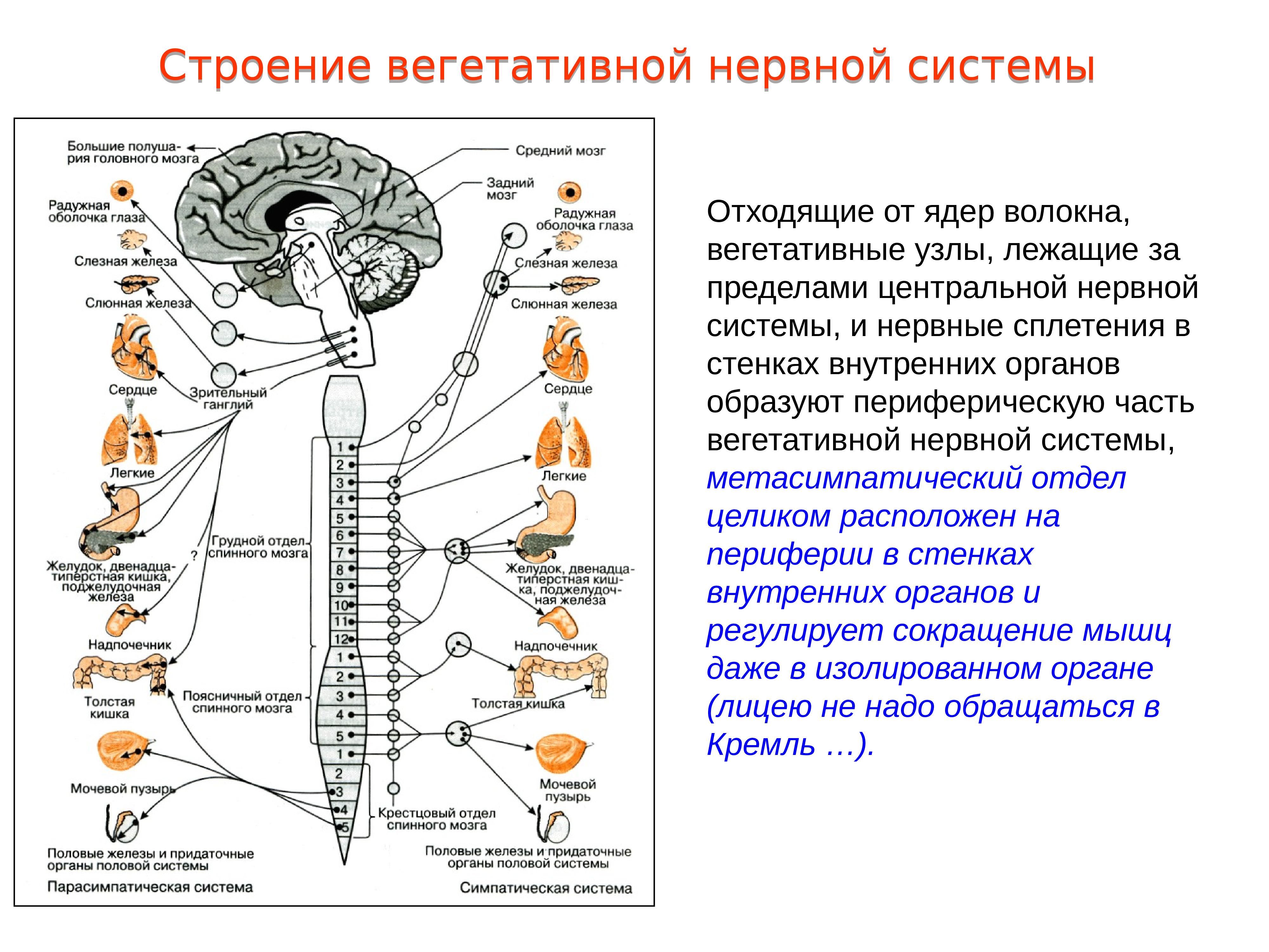 Вопросы по головному мозгу. Строение и функции спинного мозга вегетативная нервная система. Вегетативная автономная нервная система функции. Иннервация органов вегетативной нервной системы. Автономная нервная система симпатическая и парасимпатическая.