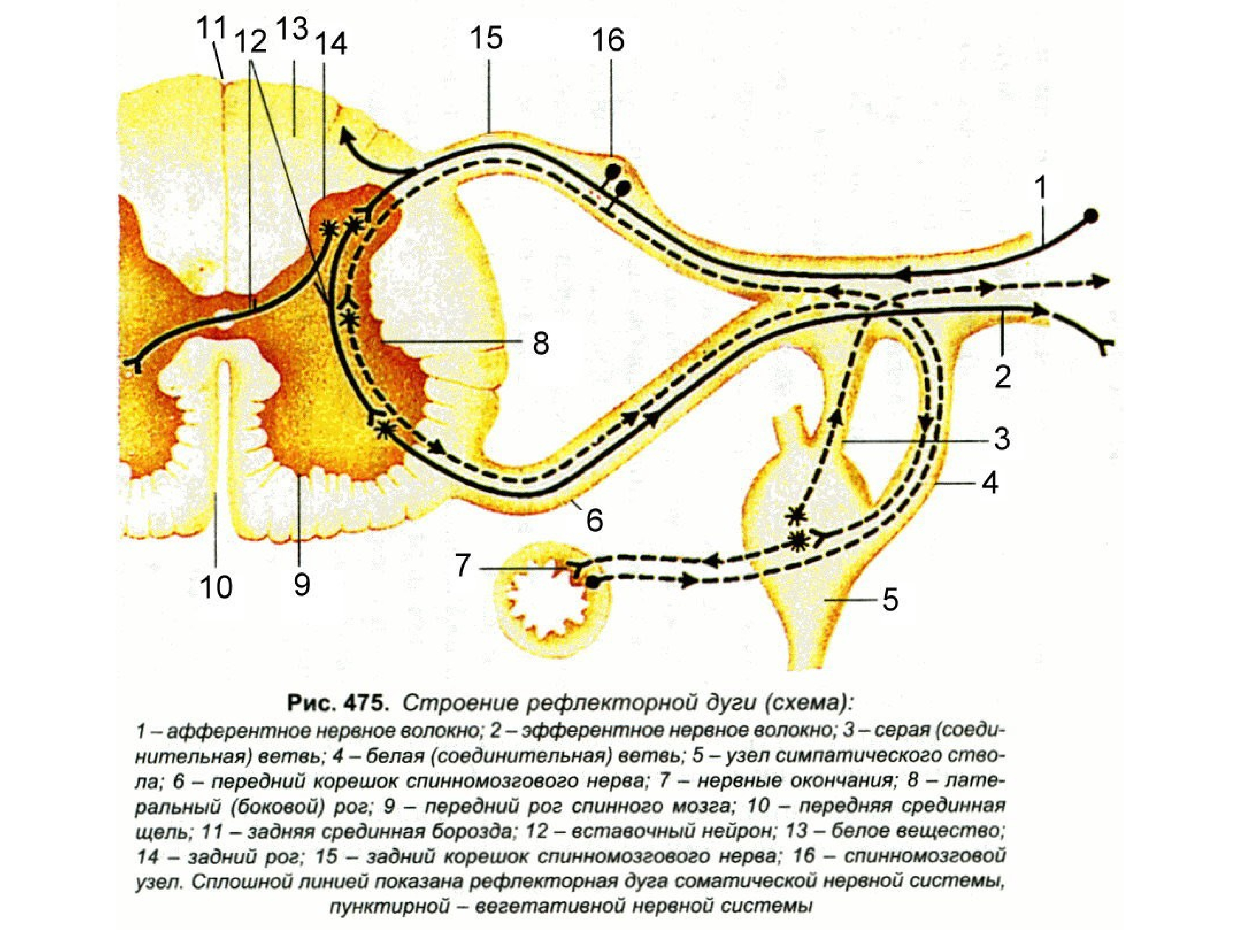 Спинномозговой нерв рефлекторная дуга. Строение рефлекторной дуги анатомия. Звенья рефлекторной дуги спинного мозга. Строение рефлекторной дуги. Схема простой рефлекторной дуги спинной мозг.