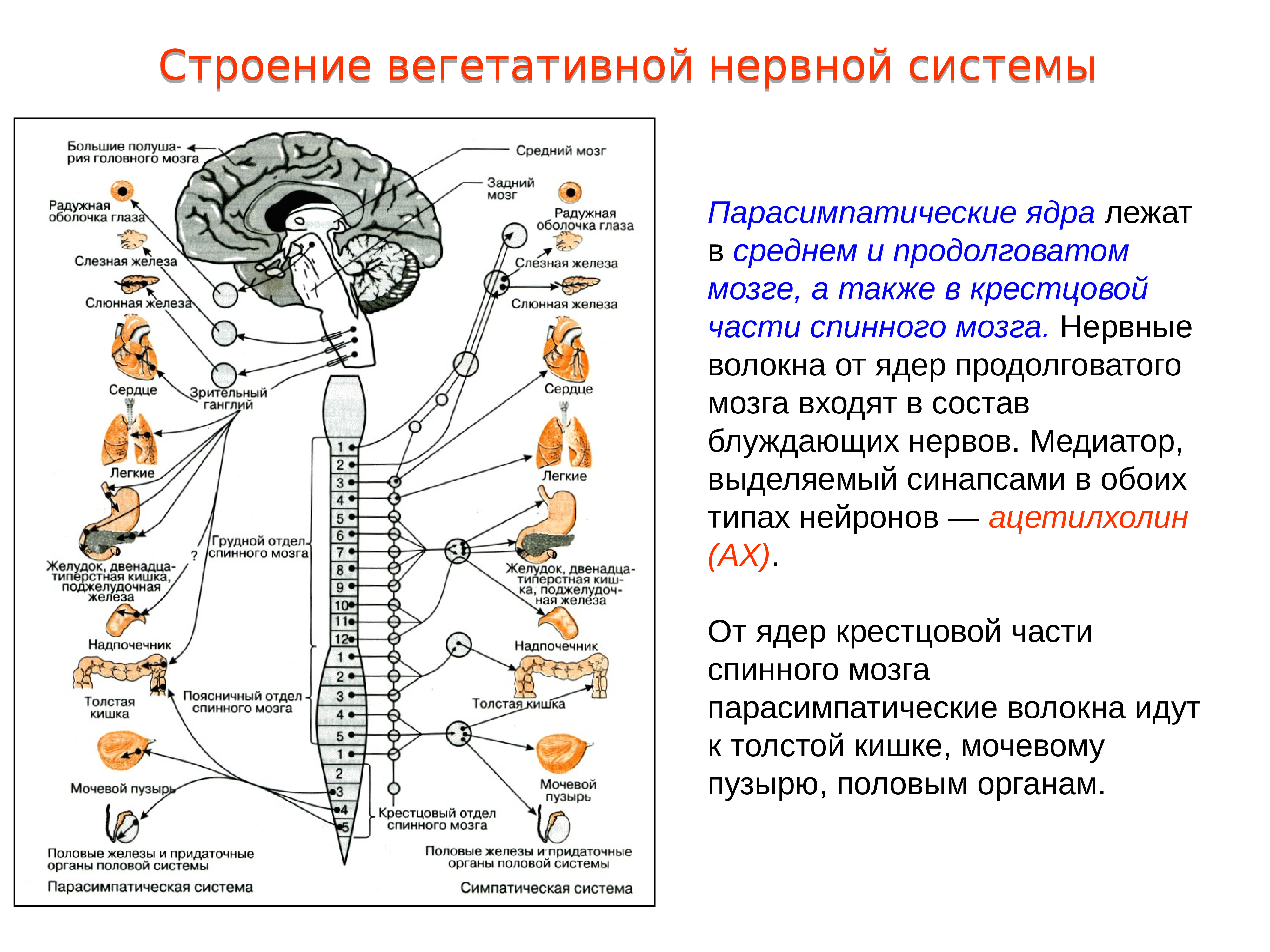 Ядра симпатического отдела. Вегетативная парасимпатическая нервная система строение и функции. Центры вегетативной нервной системы спинного мозга. Строение центральной нервной системы спинной мозг. Вегетативная нервная система центральные отделы парасимпатическая.