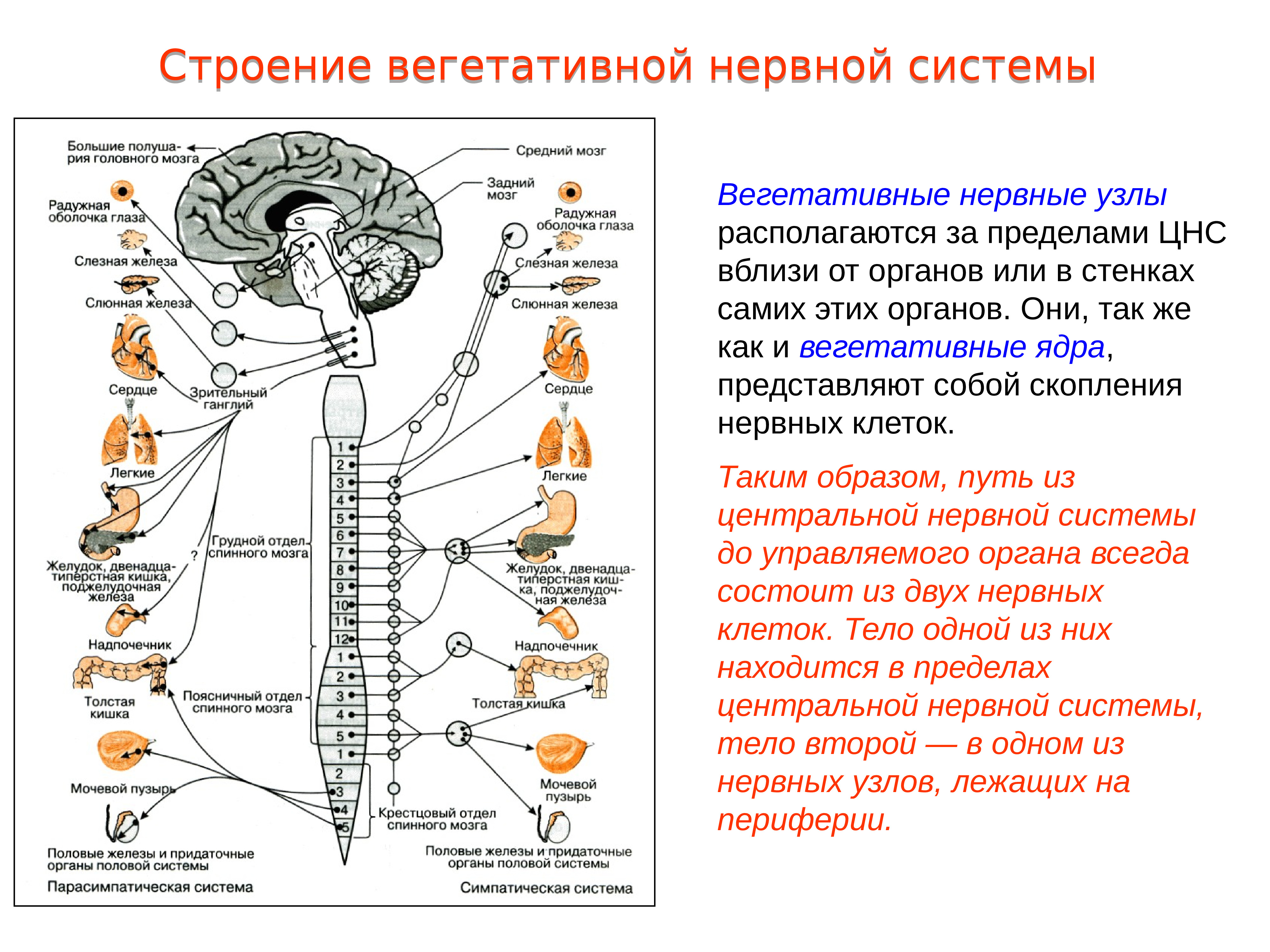 Роль отделов цнс. Строение вегетативного нервного узла. В Центральном отделе ядра вегетативной нервной системы. Строение вегетативной системы с нервными узлами. Вегетативная нервная система схема спинного мозга.