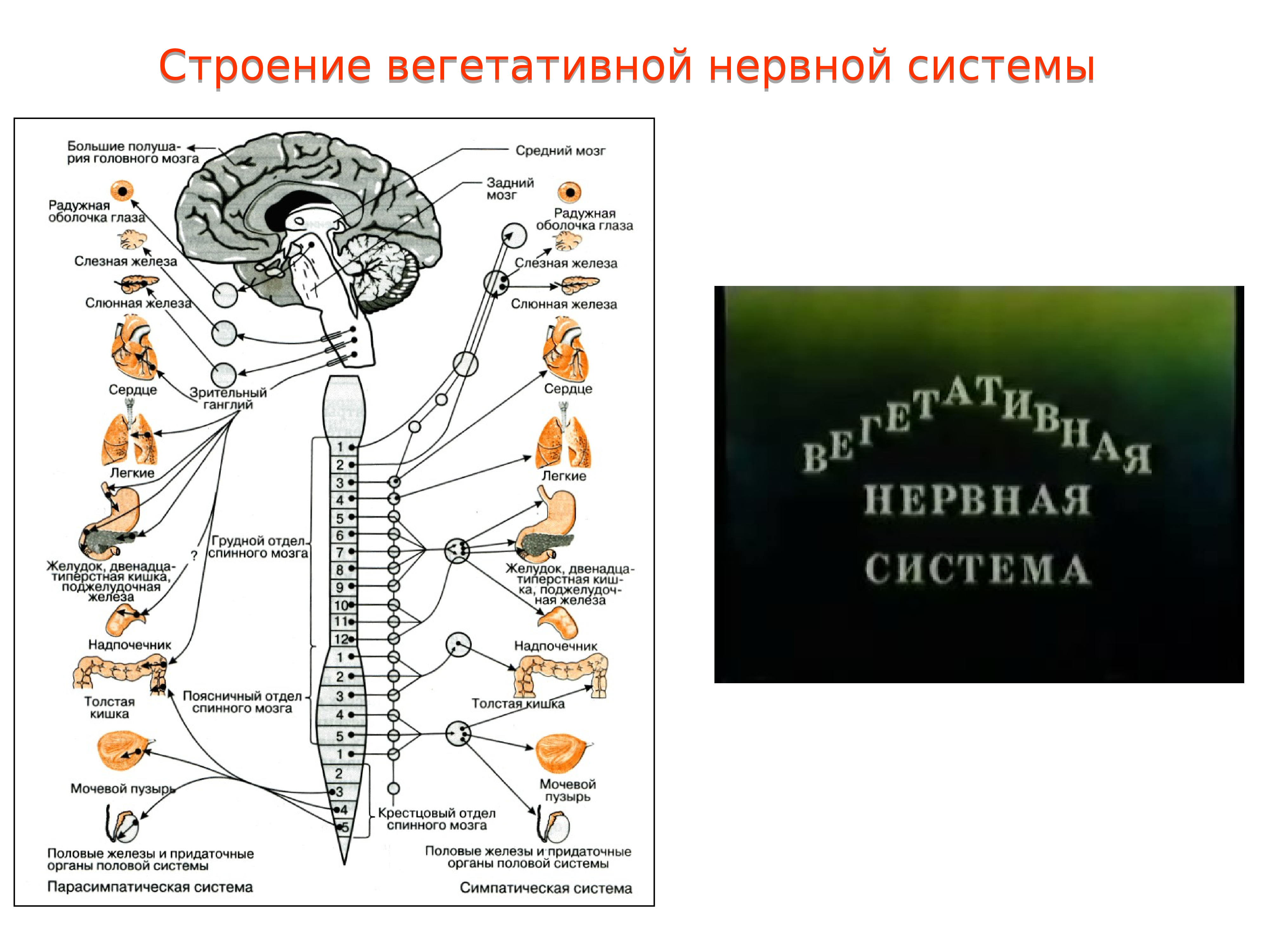 Нс человека строение отделы нс презентация