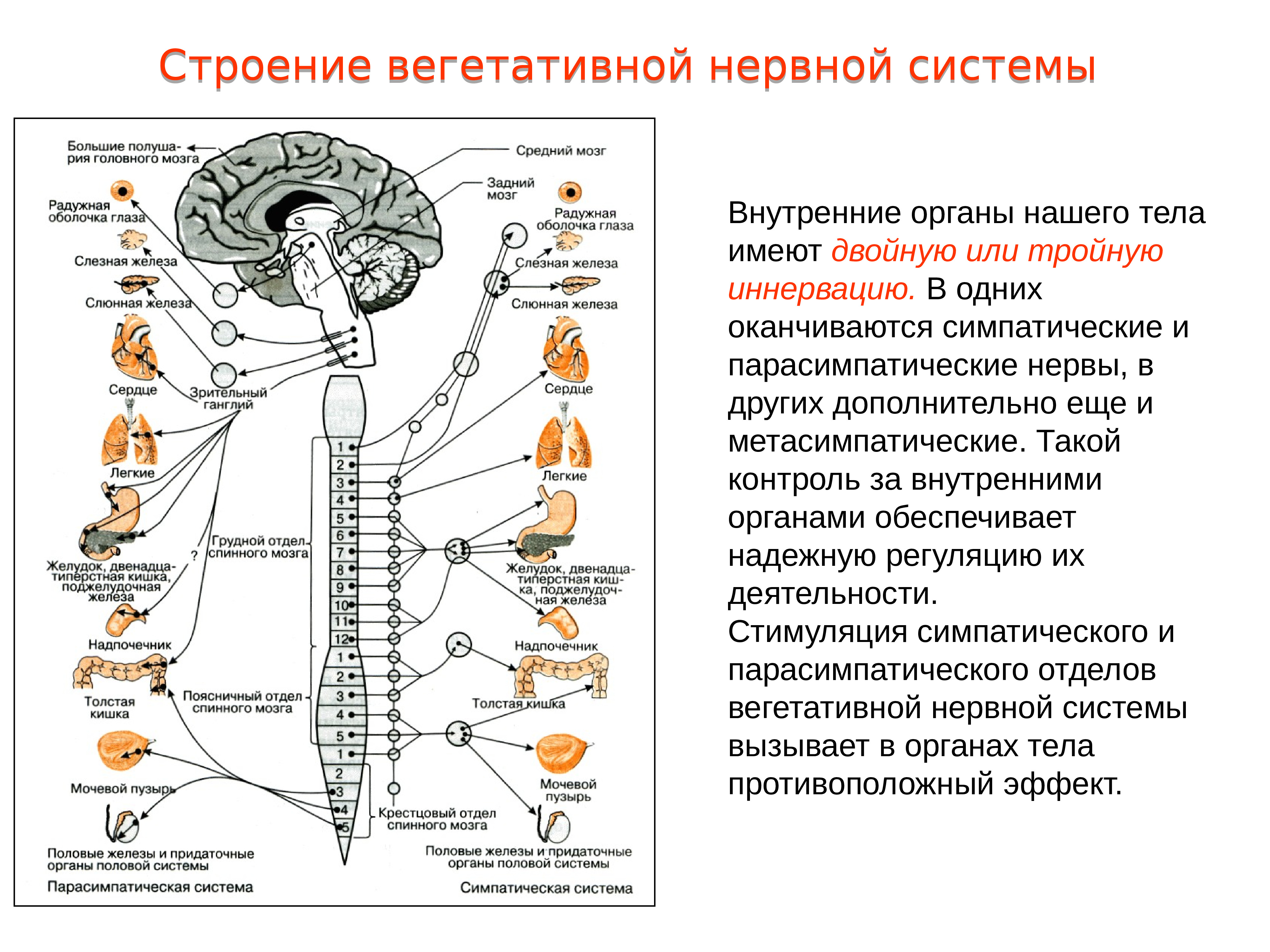 Отделы анатомии