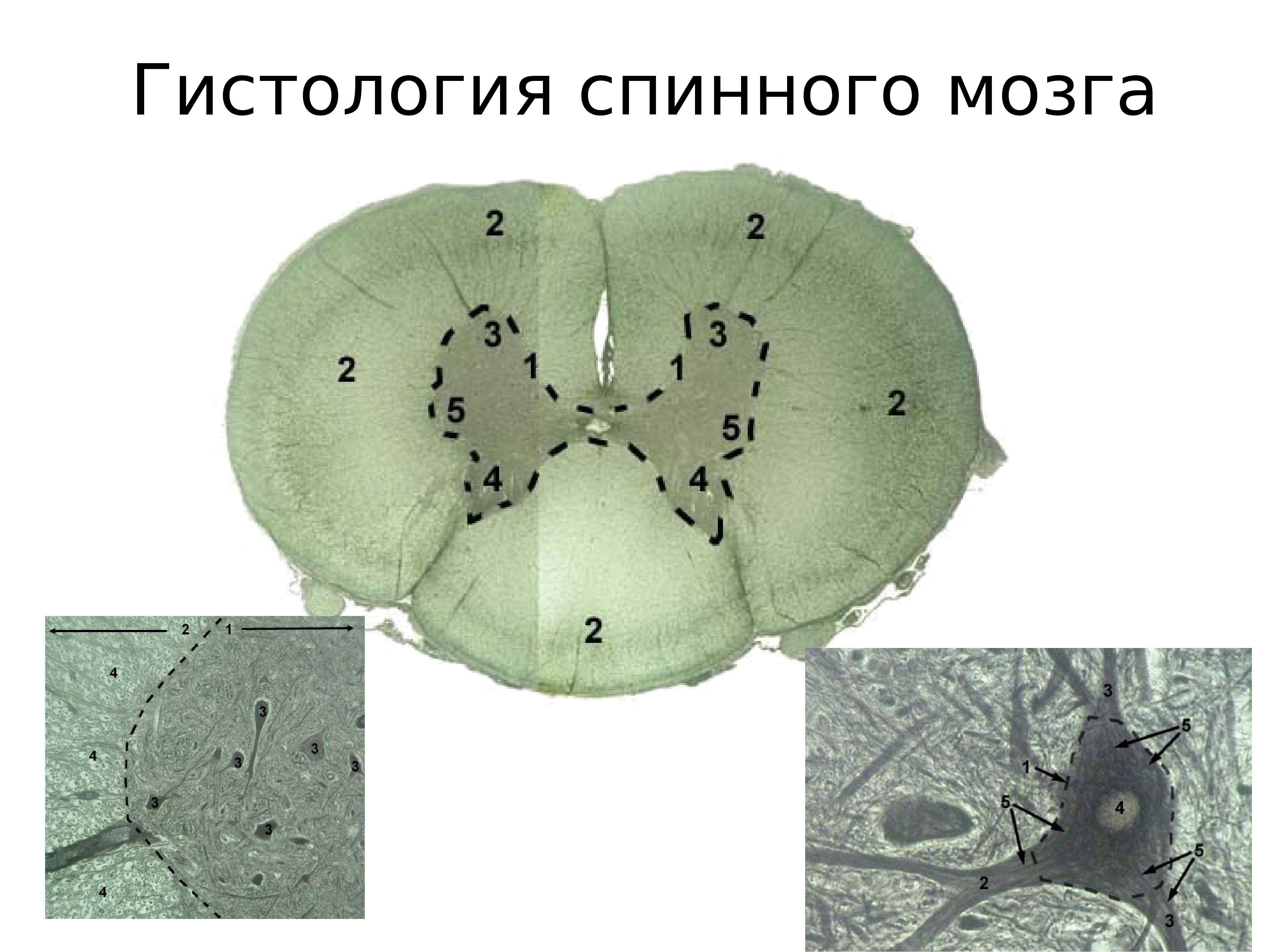 Гистология мозга. Спинной мозг гистология. Нервная система спинной мозг гистология. Срез спинного мозга гистология.