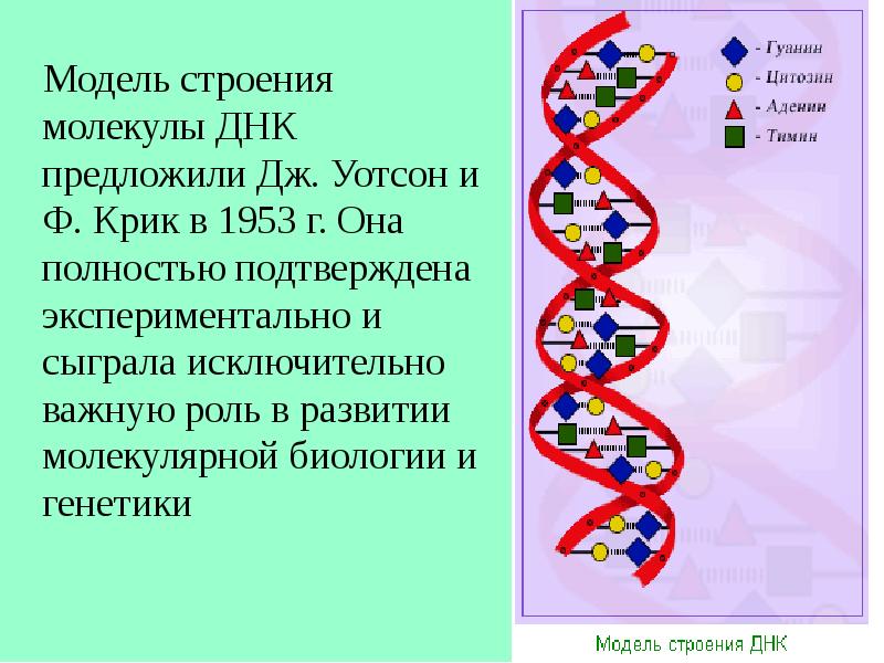 Проект молекула днк