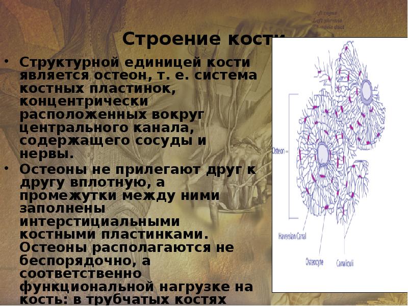 Основной структурной единицей