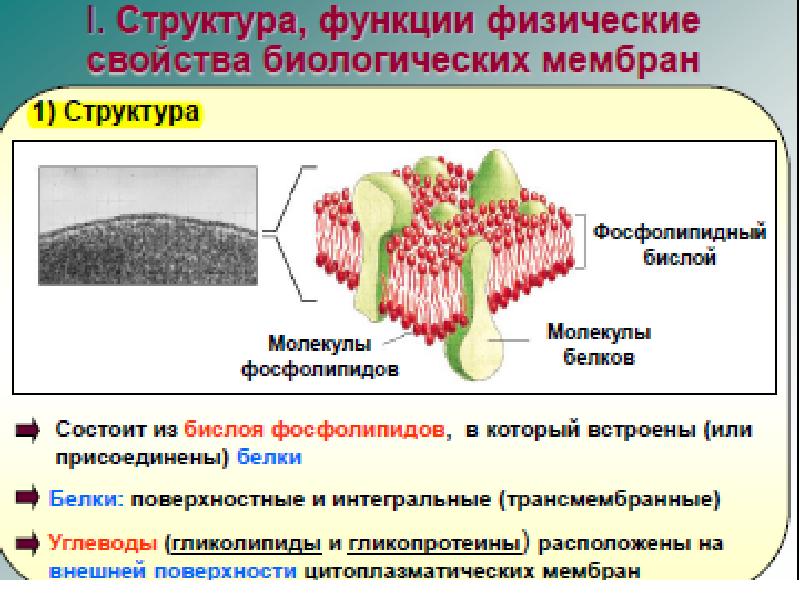 Функции биологических мембран презентация