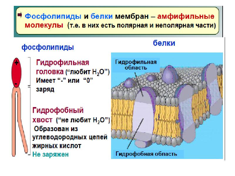 Процессы происходящие в биологических системах. Процессы происходящие в биосистемах. процессы переноса. мобильные генетические элементы (мгэ).. рассмотрите процессы переноса.