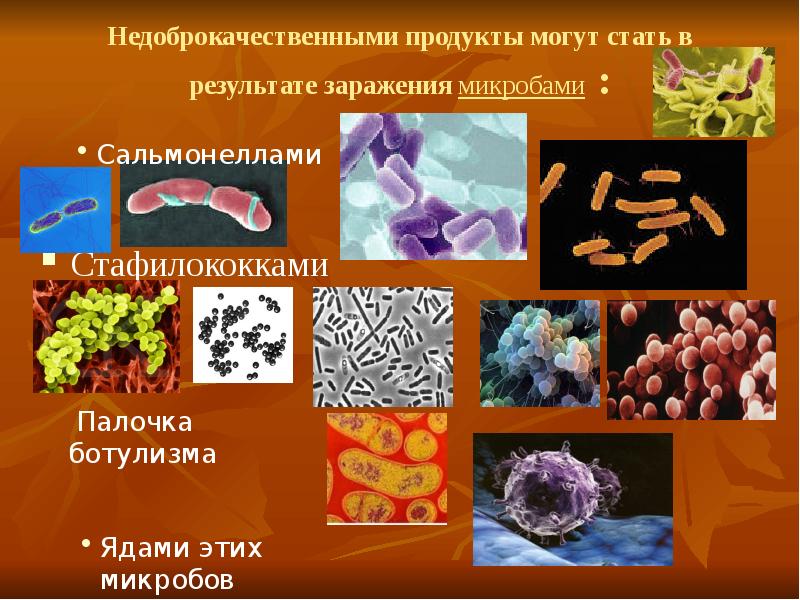 Микроорганизмы продуктов