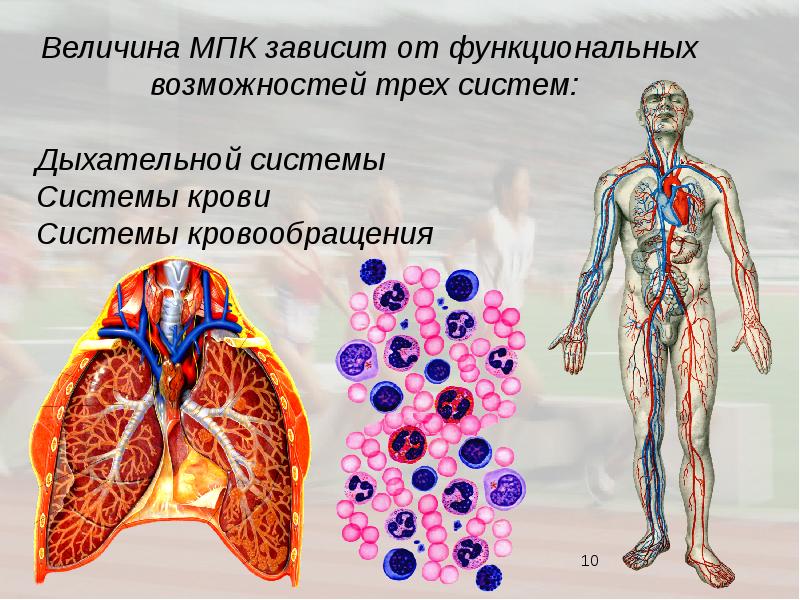 Дыхание и кровообращение презентация 3 класс презентация