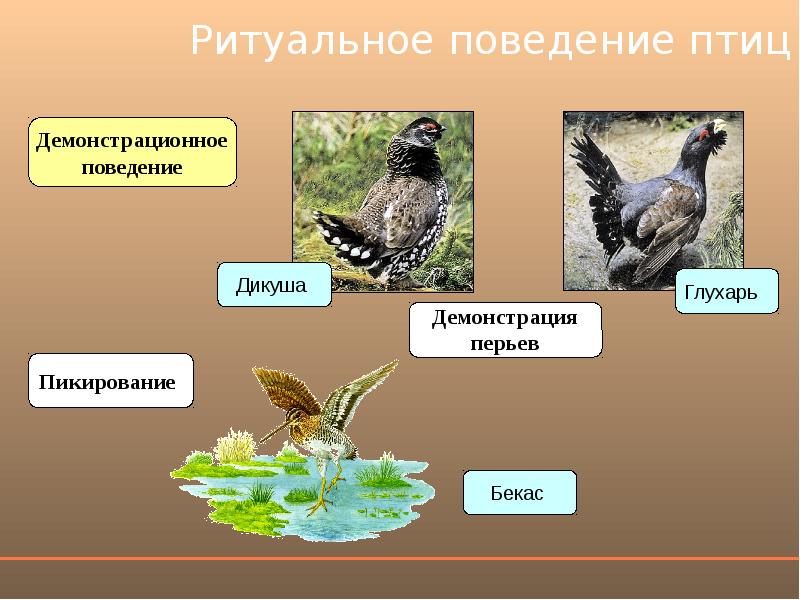 Брачное поведение птиц презентация