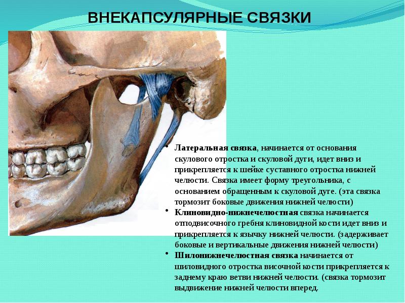 Особенности строения височно нижнечелюстного сустава презентация