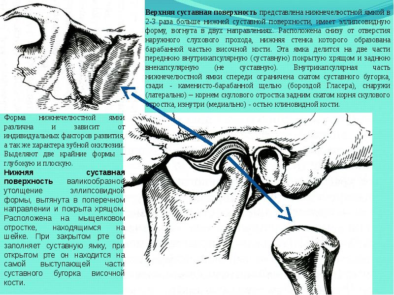 Особенности строения височно нижнечелюстного сустава презентация