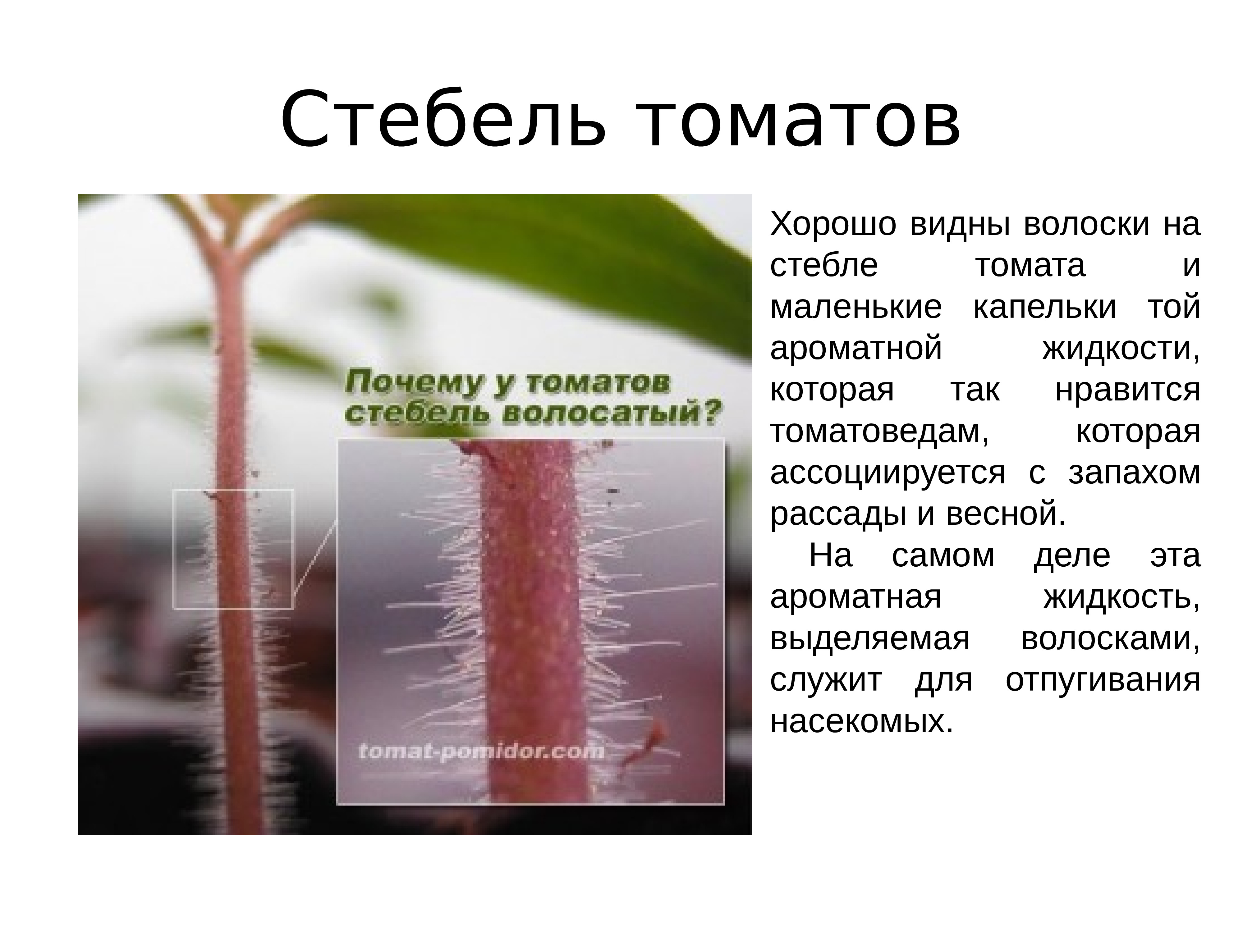 Стебель томата. Строение стебля томата. Волоски на стеблях помидор. Строение стебля помидора. Большие волоски на стебле на томате.