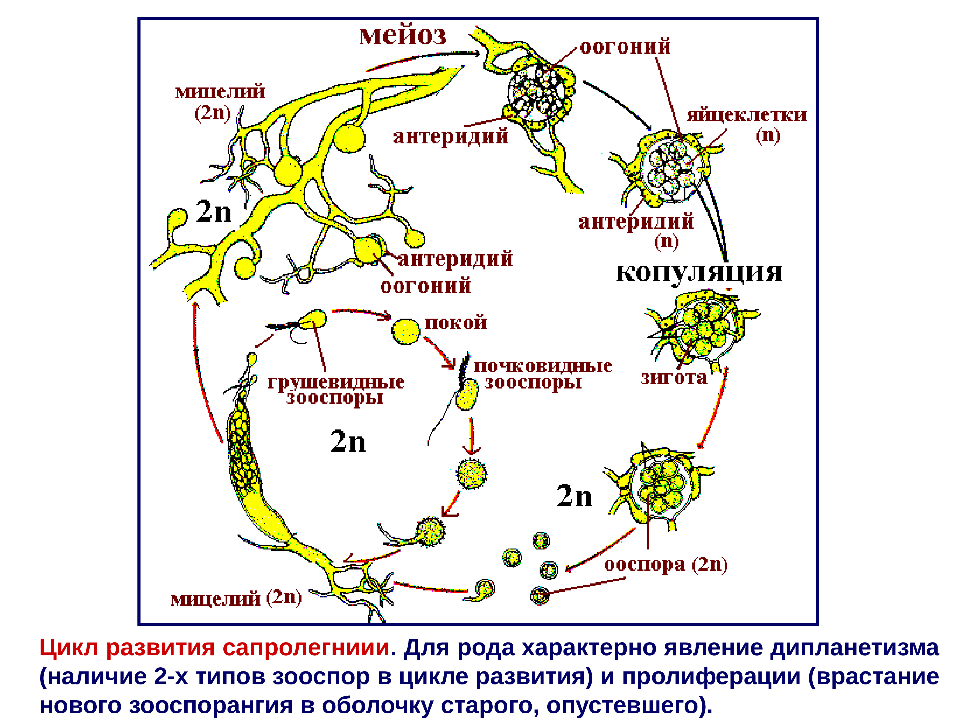 В цикле развития преобладает. Жизненный цикл лишайника схема. Цикл развития лишайников. Цикл развития лишайника схема. Миксомицеты жизненный цикл.