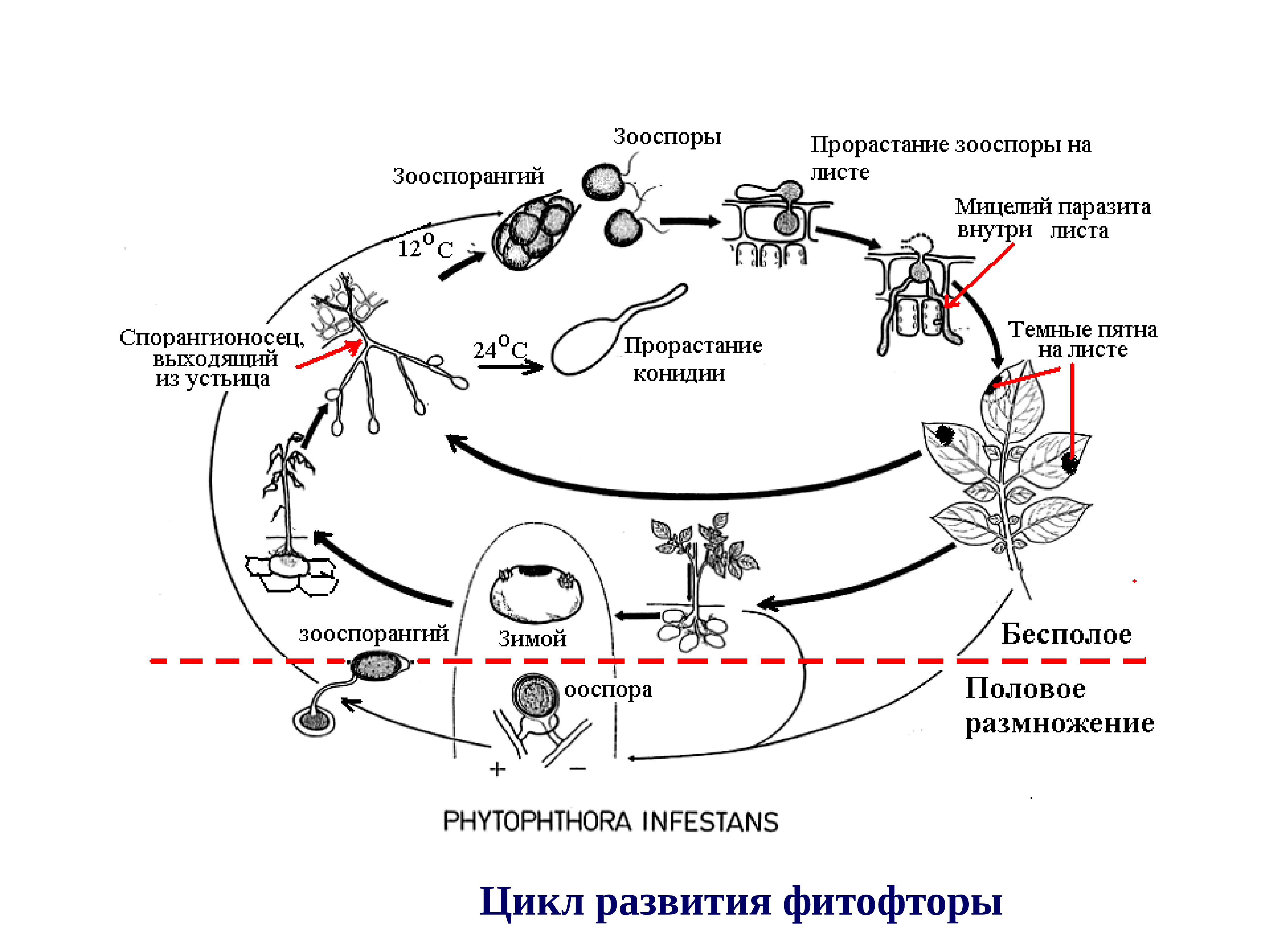 6 циклов развития. Цикл развития фитофторы схема. Жизненный цикл фитофторы картофеля. Фитофтора гриб жизненный цикл. Жизненный цикл фитофторы картофеля схема.