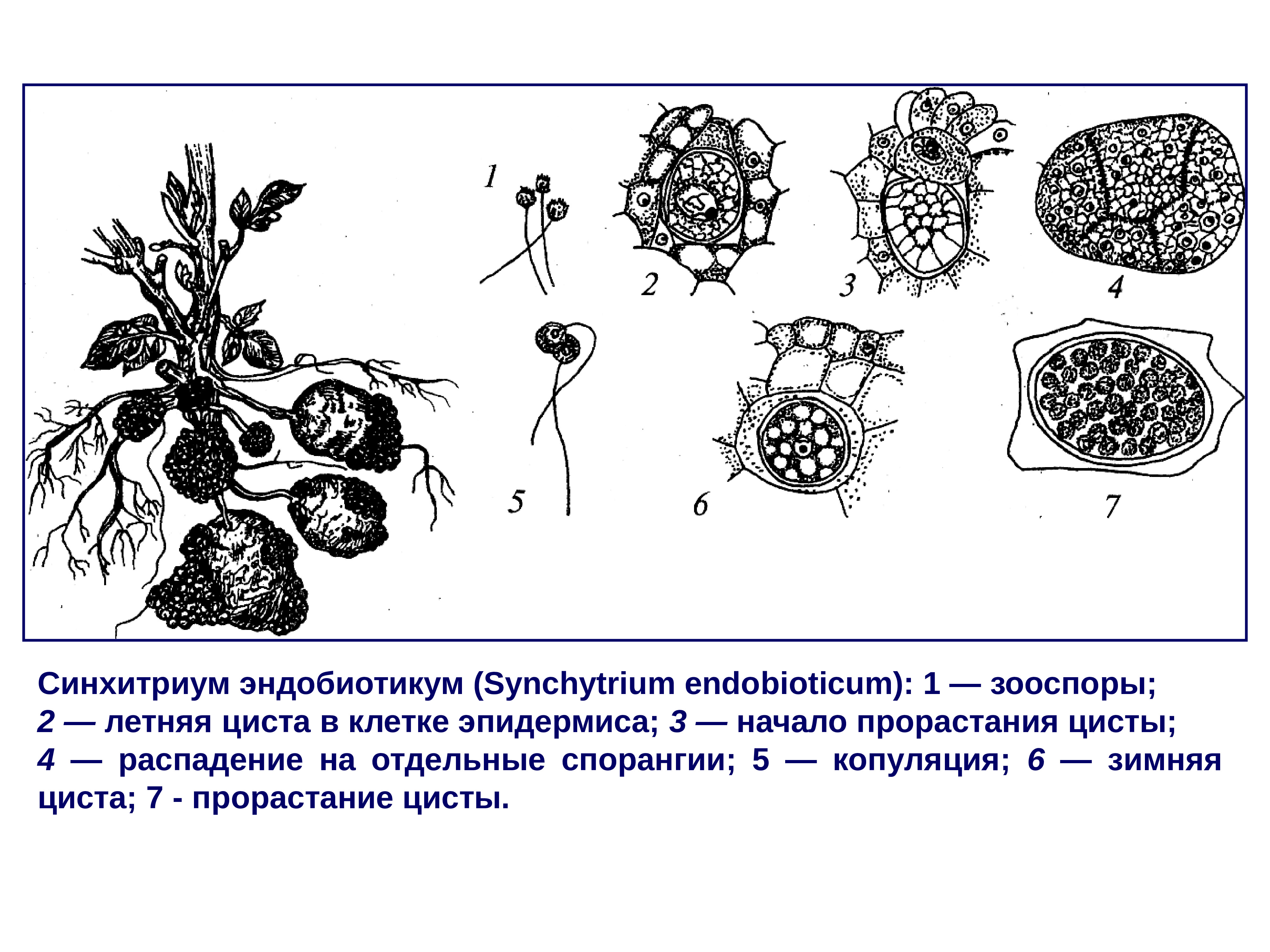 Рак картофеля рисунок