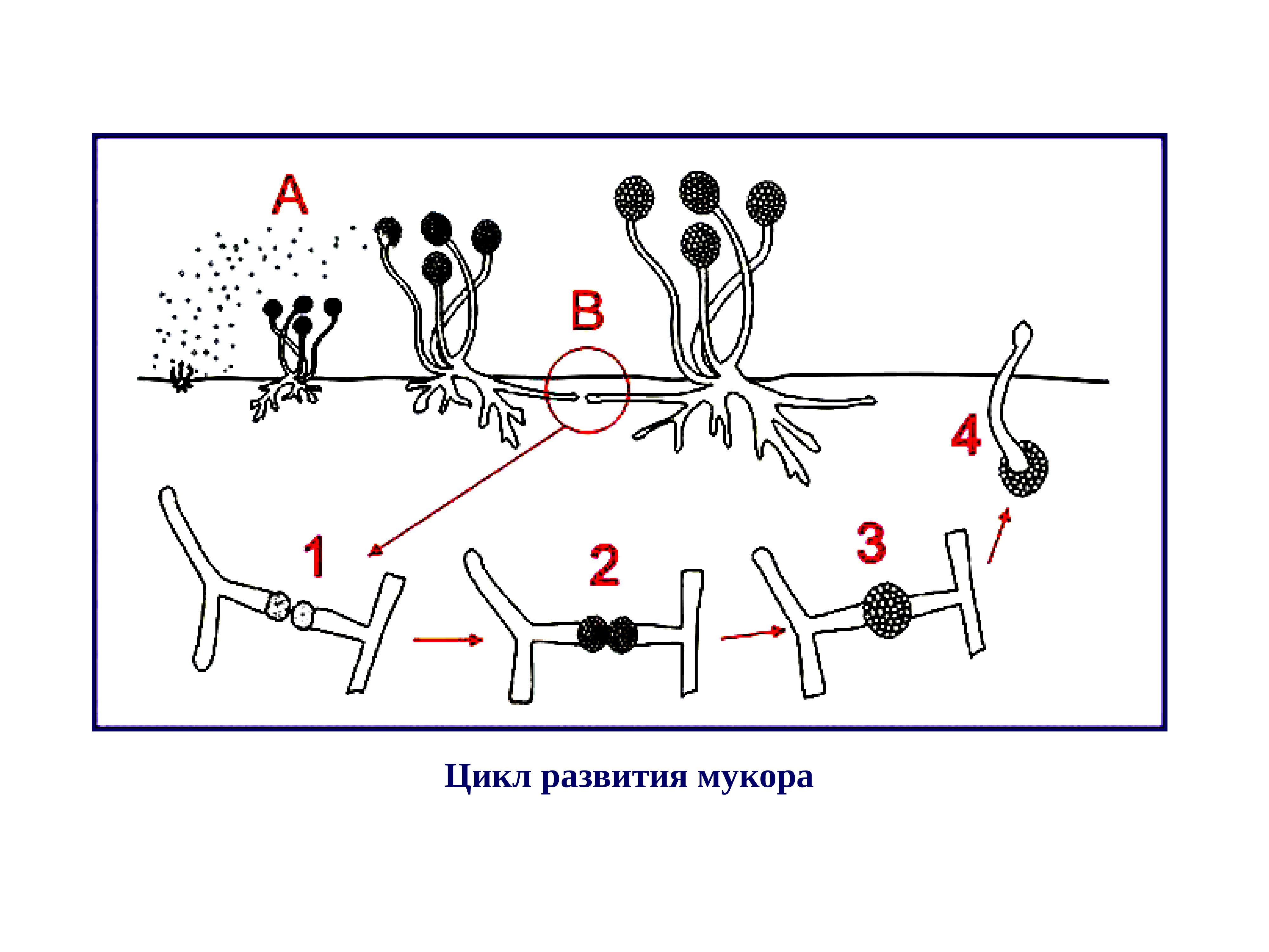 Схема жизненный цикл мукора