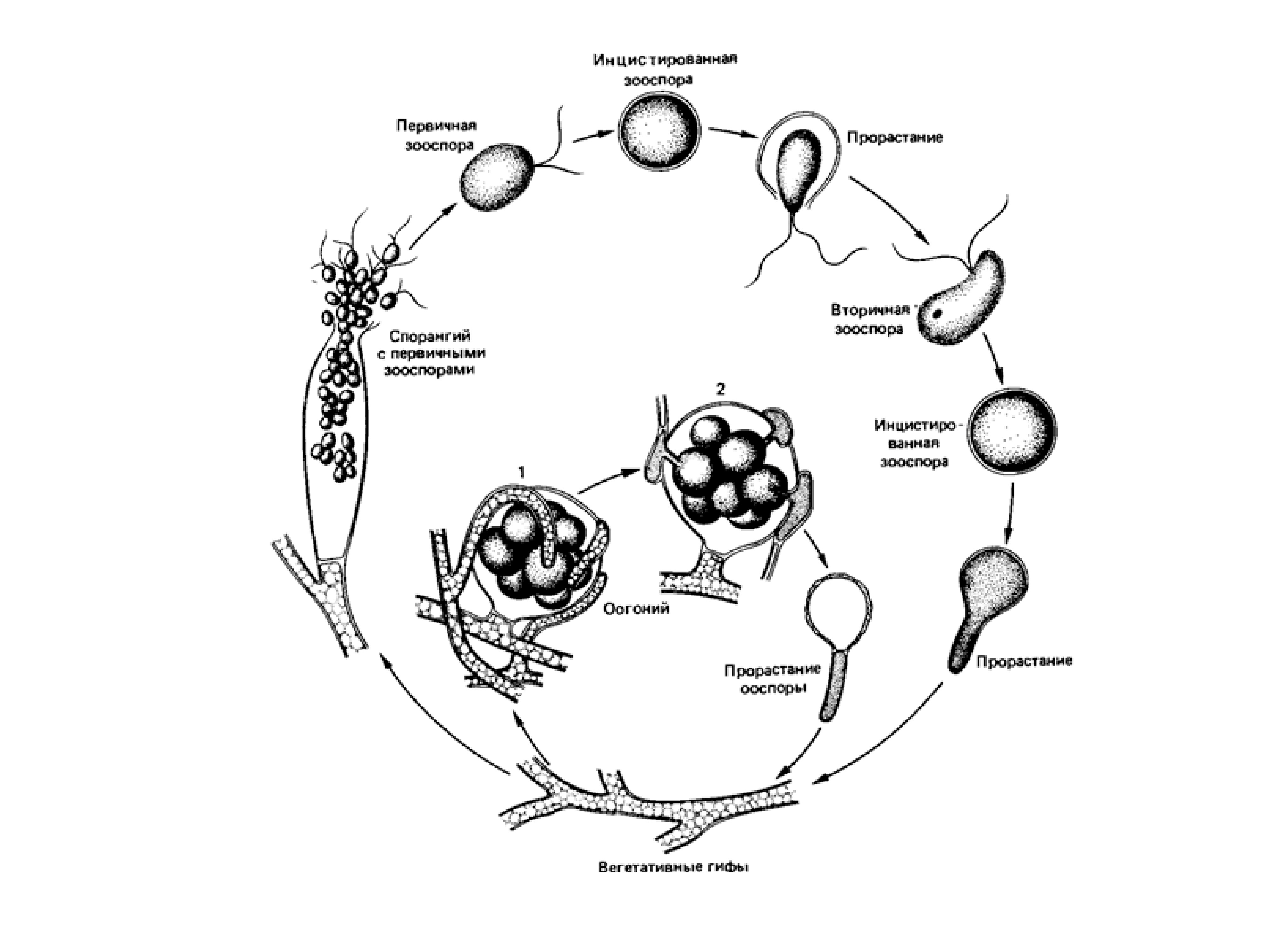 Стадии жизненного цикла цисты. Цикл развития сапролегнии. Жизненный цикл Saprolegnia. Схема жизненного цикла сапролегнии. Жизненный цикл хитридиомицетов.