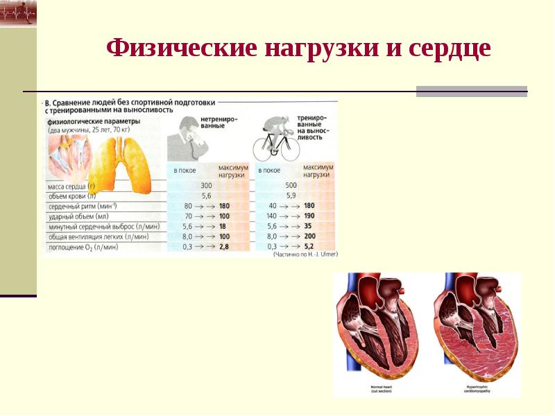 Биохимические основы работоспособности презентация