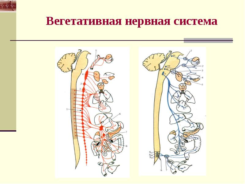 Вегетативная система презентация