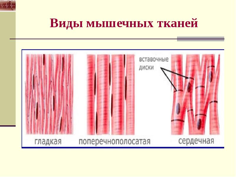 Виды мышечной ткани с картинками