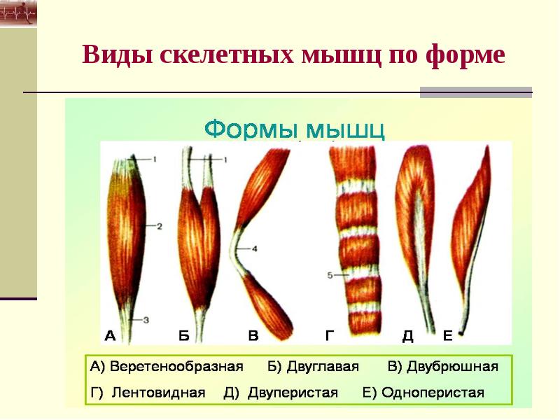 Анатомо физиологические основы мышечной деятельности презентация