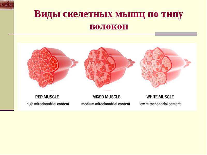 Анатомо физиологические основы мышечной деятельности презентация