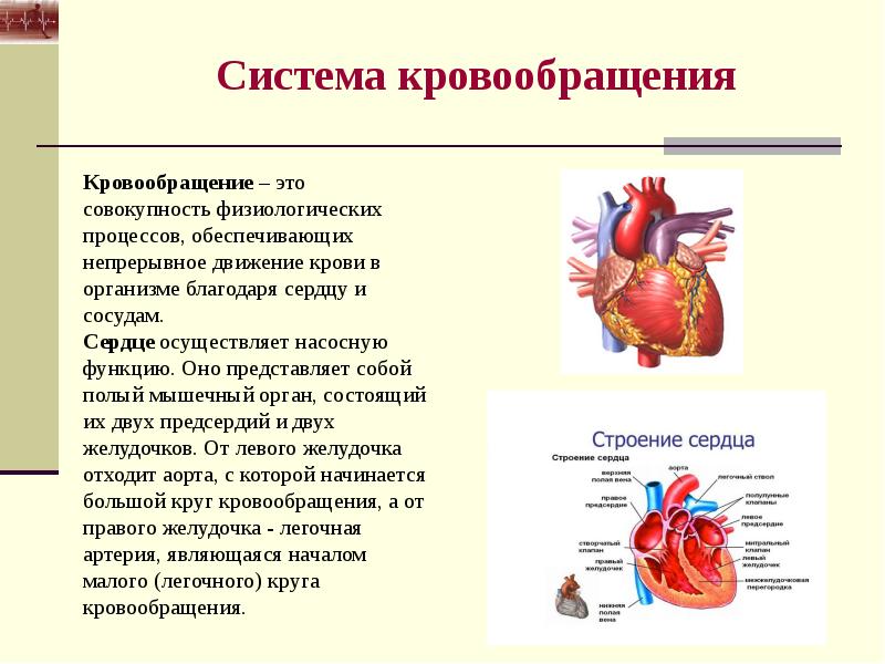 Строение и основные функции крови и кровообращения презентация