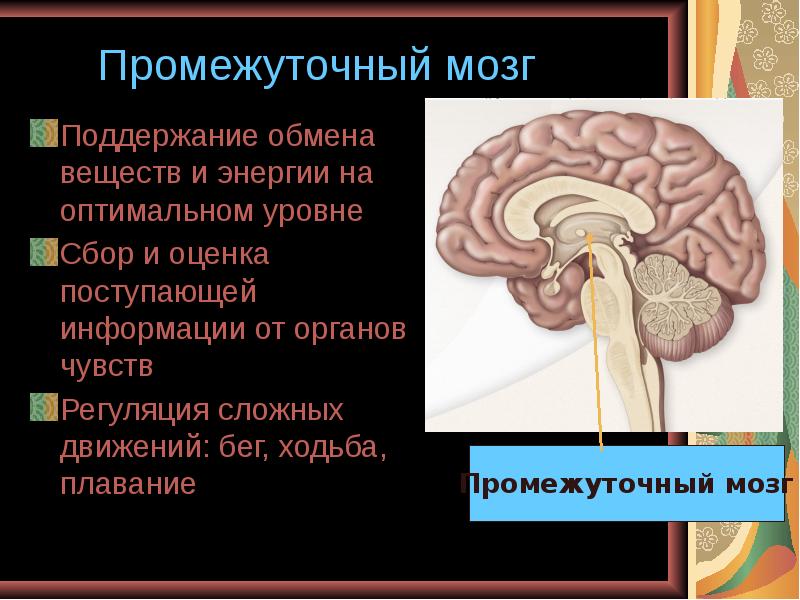 Отдел головного мозга вкусового анализатора. Строение височной доли головного мозга. Информация от органов поступает. Сообщение о нервной системе. Информация от органов поступает.