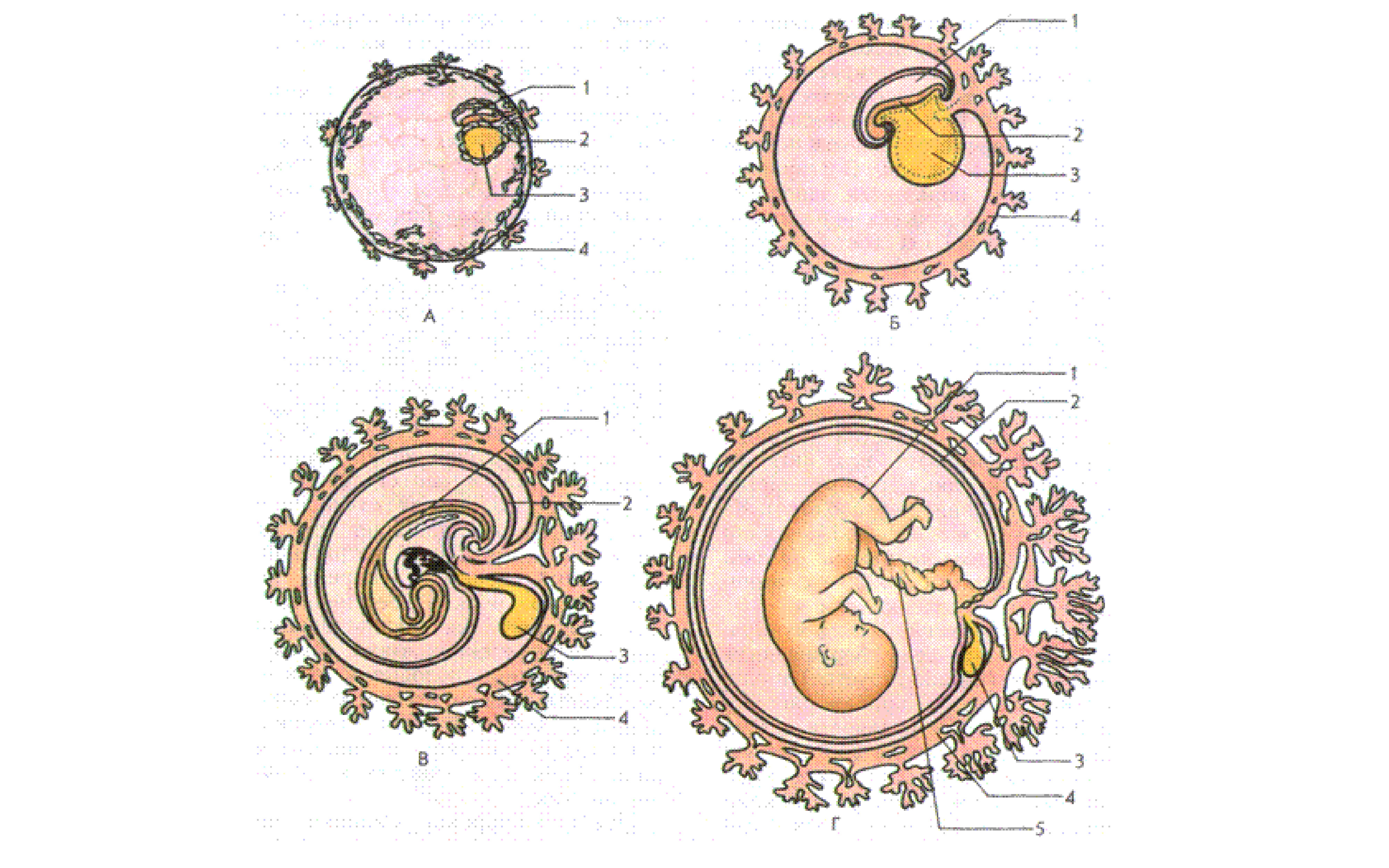 Эмбриональное развитие строение. Схема развития зародышевых оболочек. Эмбрион хорион амнион. Схема стадий развития зародыша человека. Развитие эмбриона и зародышевых оболочек.
