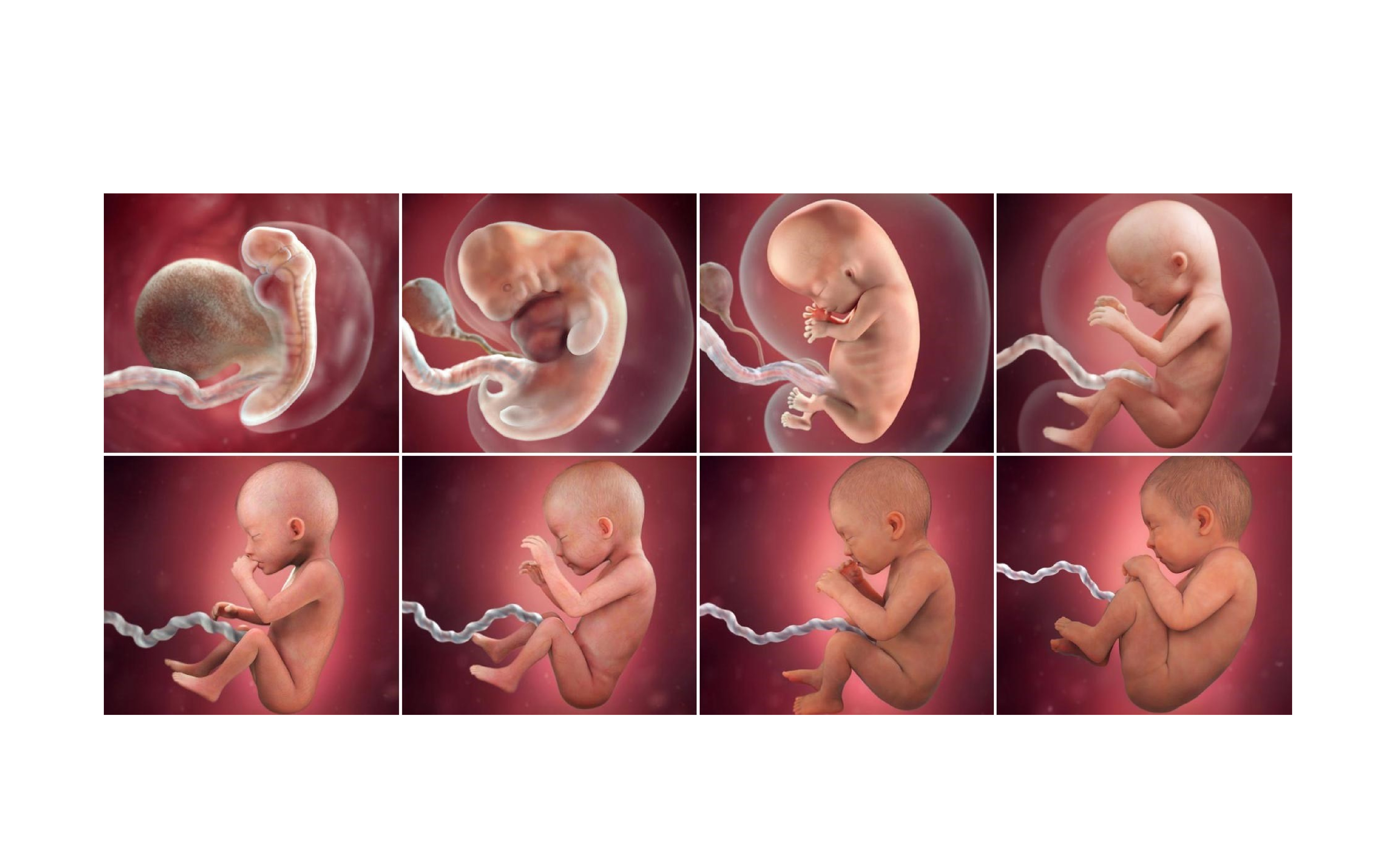 Человек в утробе матери. Зародыш эмбрион плод стадии. Стадии развития зародыша человека по неделям. Стадие развитие эибриона. Зародыш тчеловека по неделям.