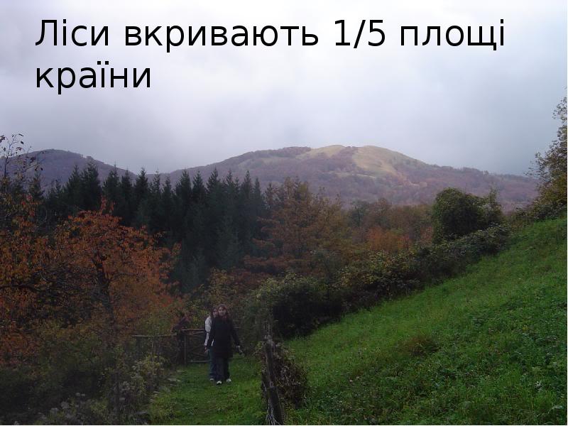 Ліси вкривають 1/5 площі країни