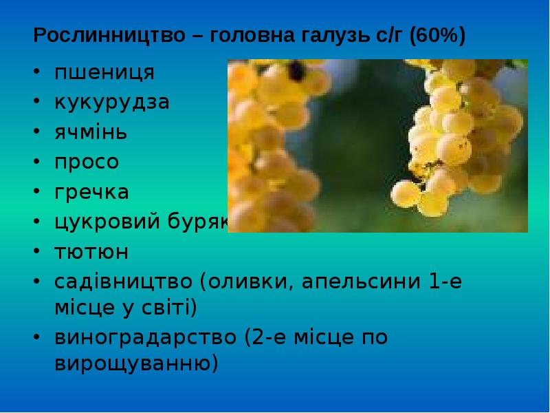 Рослинництво – головна галузь с/г (60%) пшениця кукурудза ячмінь просо гречка