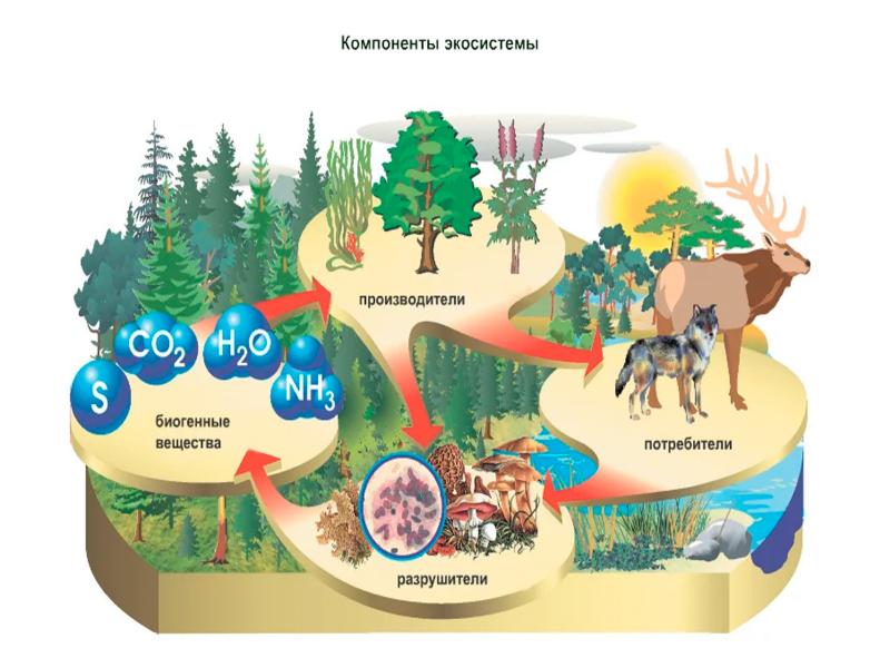 Компоненты биогеоценоза схема