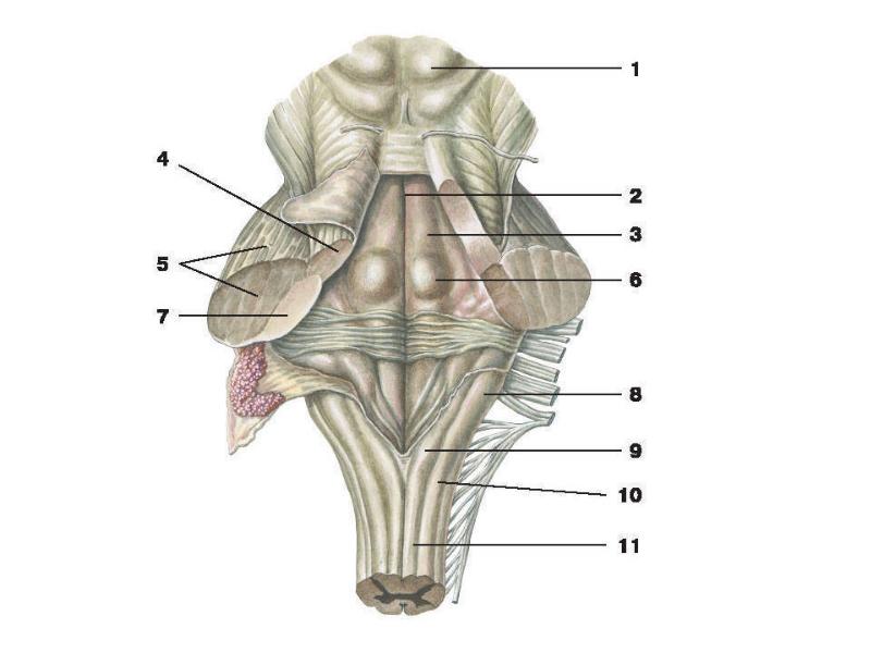 Ствол мозга рисунок