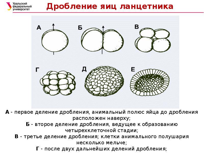 Дробление рисунок. Бластула типы бластул. Полное равномерное дробление бластула. Тип дробления у ланцетника. Схема дробления и образования бластулы.