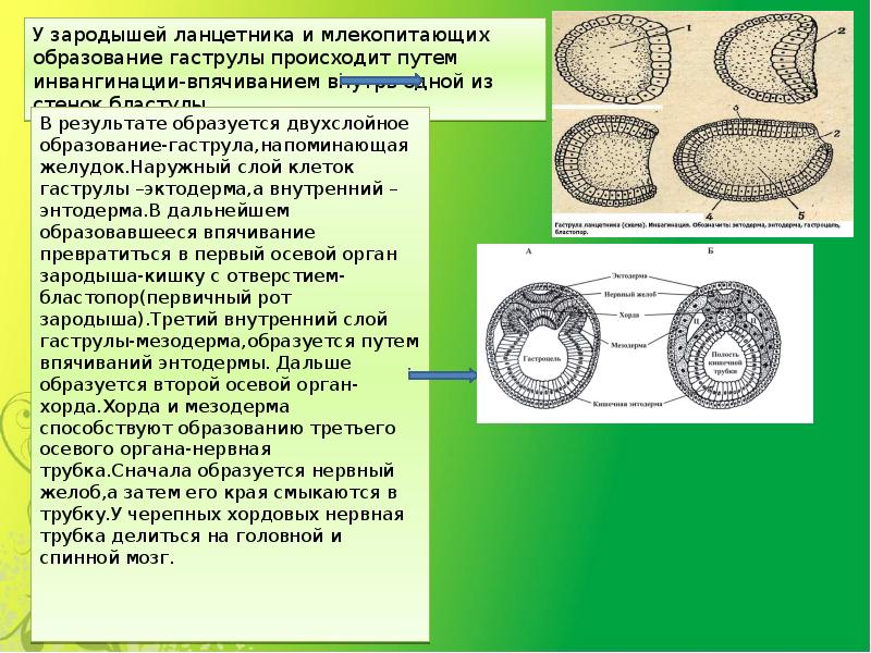 Эмбриональное развитие презентация