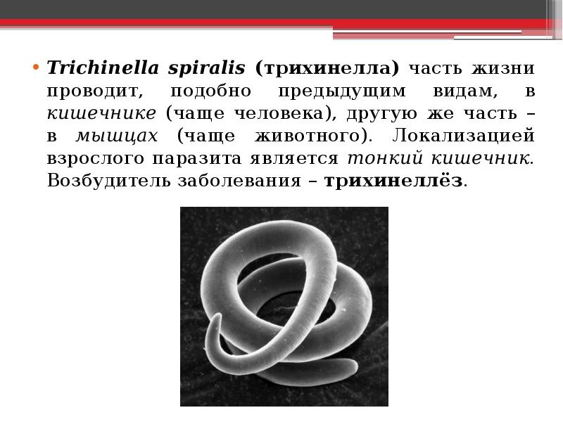 Роль человека в биосфере презентация 11 класс