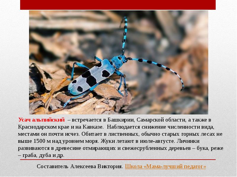 Красная Книга Насекомых Фото
