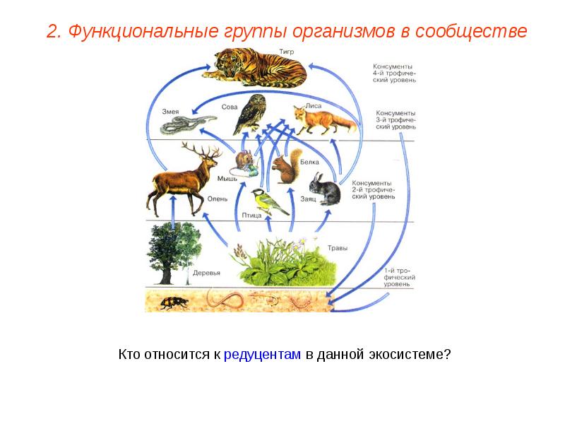 2 группы организмов. Разветвленные пищевые цепи. Функциональные группы в экосистеме. Разветвлённые пищевые сети. Функциональные группы организмов.