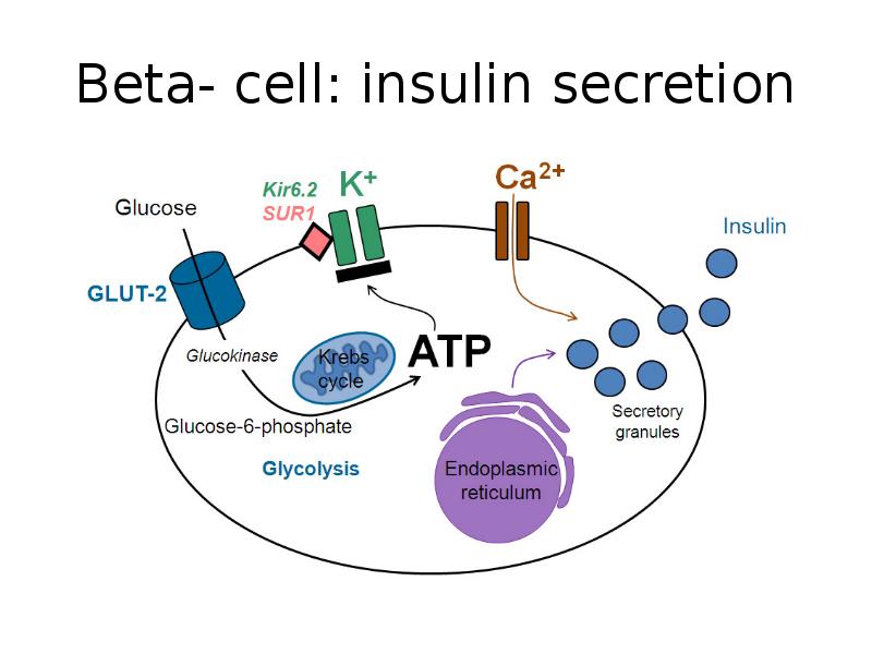 Инсулин и гипофиз. Insulin secretion. Beta Cells. Beta Cell insuline. Бета-клетки мет. Инсулин.