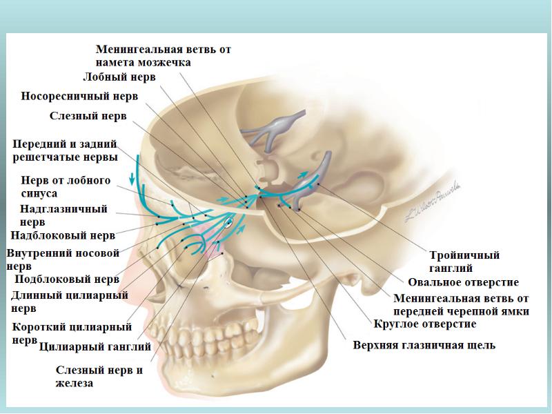 Лицевой нерв череп. Глазничная ветвь тройничного нерва. Тройничный нерв анатомия. Тройничный узел на черепе. Тройничный нерв иннервация глаза.