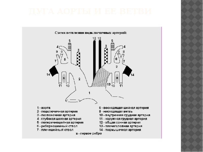 Подключичная артерия. Подключичная артерия схема. Ветви подключичной артерии схема. Сегменты подключичной артерии схема. Плечеголовной ствол схема.