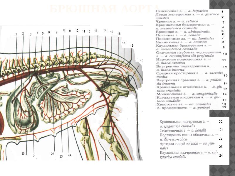 Кровоснабжение грудной стенки