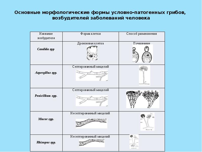 Методы стерилизации в микробиологии презентация