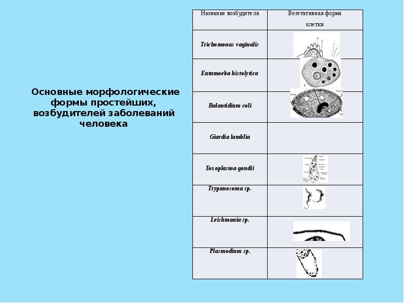 Простейшие заболевания. Формы простейших. Простейшие возбудители заболеваний таблица. Основные формы морфологические формы. Формы простейших микробиология.
