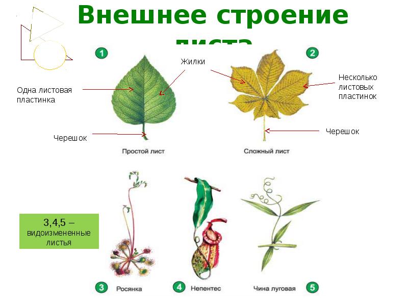 Огэ ботаника презентация