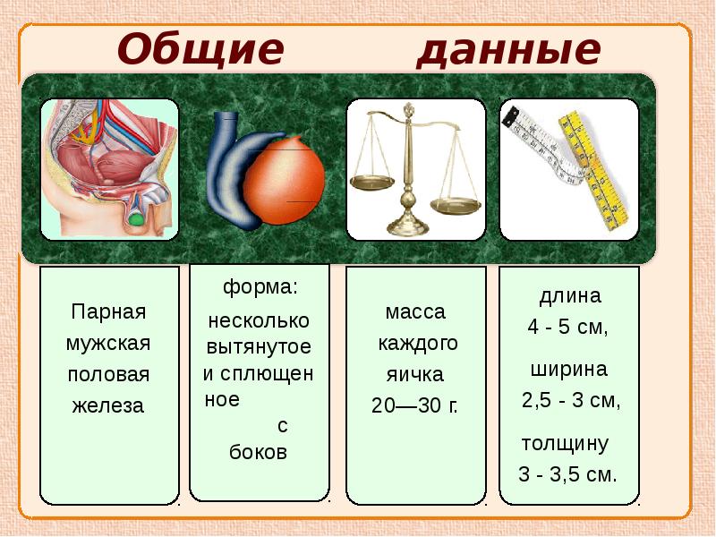 Парная мужская половая железа