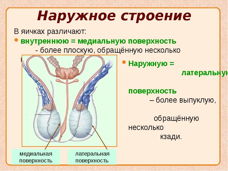 Мужской половый орган