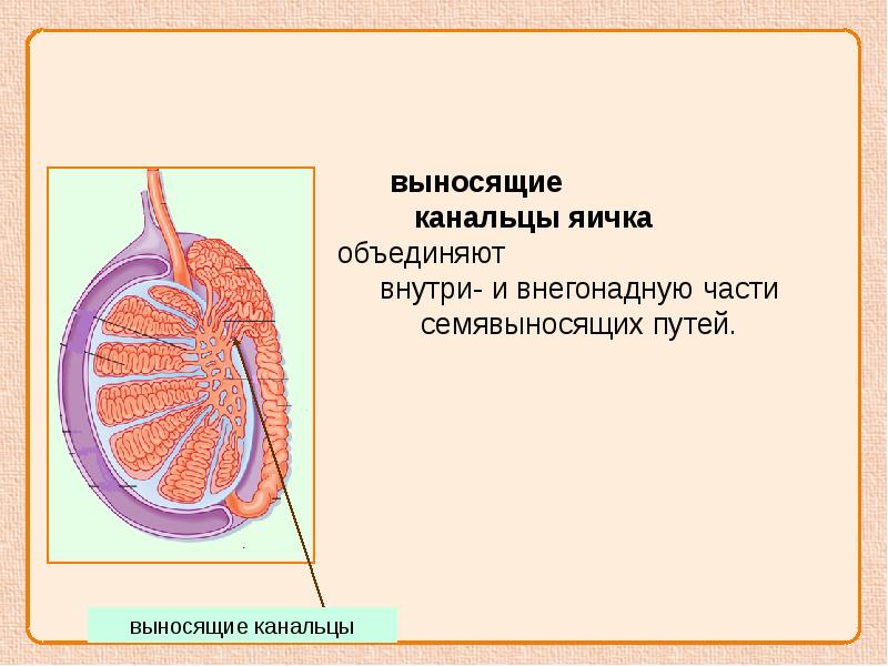 Схема семявыносящих путей